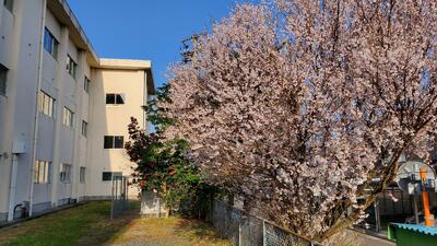 北校舎の桜